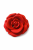 rose eternal chapter cup